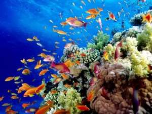 Great Barrier Reef Facts Cairns Australia | Distant Journeys | Australian and New Zealand Guided Tours Holidays