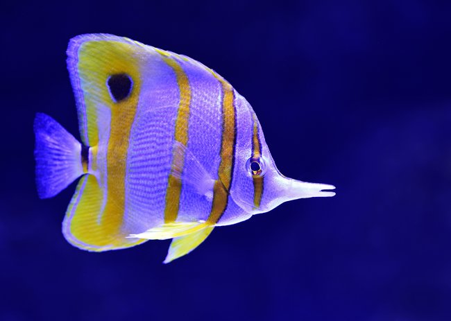 close up butterfly fish yellow stripes