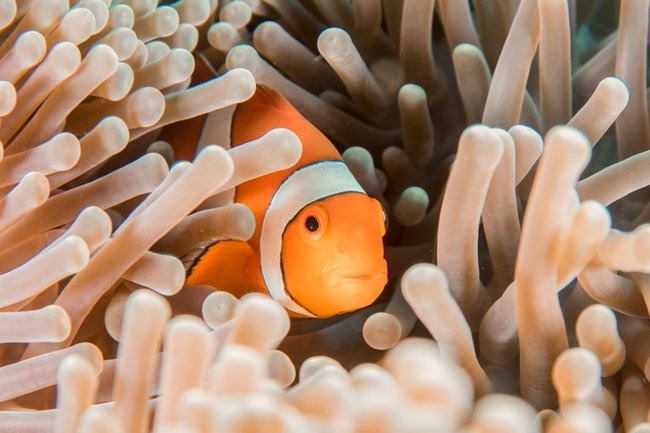 clownfish underwater hiding