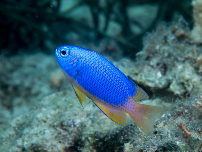 small neon blue damselfish swimming gold tail