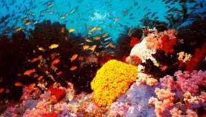 australia-the-great-barrier-reef | Tours of Australia