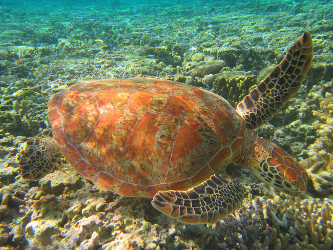 sea turtle in crystal waters lady elliot island Australia
