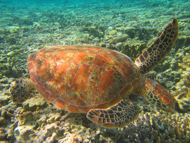 sea turtle in crystal waters lady elliot island Australia