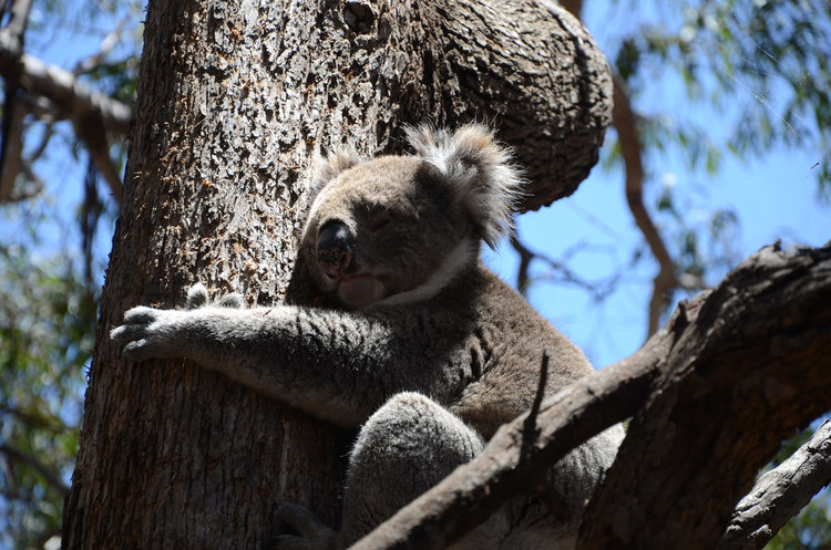 koala in kangaroo island, australia