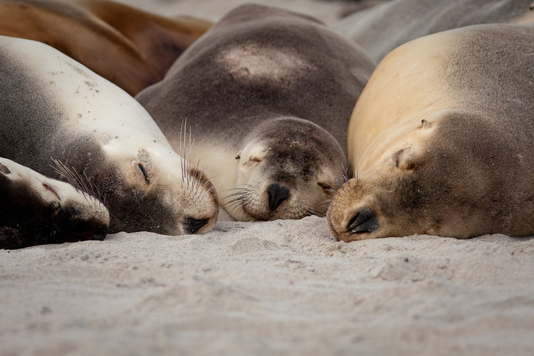 sea lions in Kangaroo island