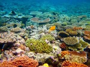 Great Barrier Reefs Corals