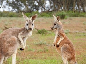 two kangaroos standing in grass Australia