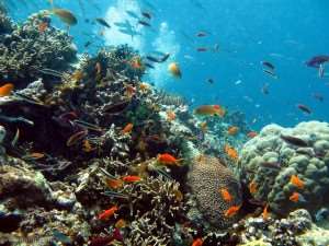 Fish and coral on our Great Barrier Reef tours with Distant Journeys underwater photography guide