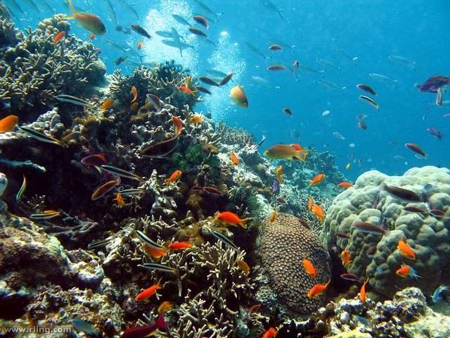 Underwater Photography | Great Barrier Reef Tours | DJ