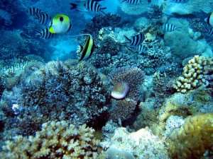 Fish and coral on our Great Barrier Reef tours with Distant Journeys underwater photography guide