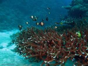 Fish and coral on our Great Barrier Reef tours with Distant Journeys underwater photography guide