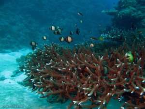 Fish and coral on our Great Barrier Reef tours with Distant Journeys underwater photography guide