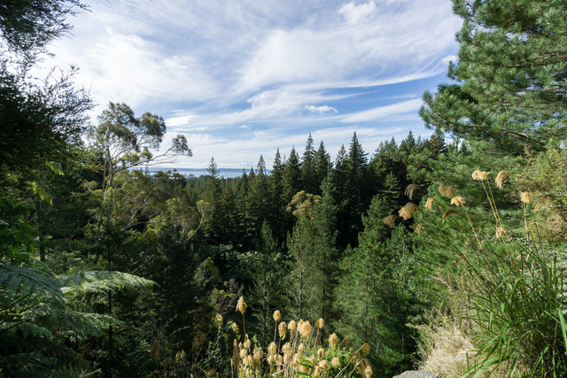 redwood forest view rotorua new zealand