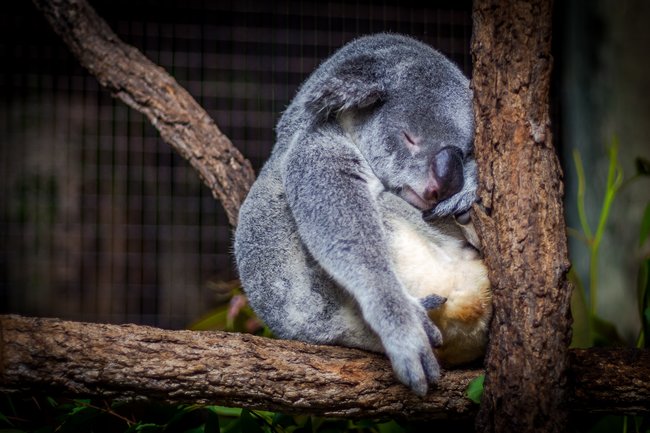 koala sleeping in a tree