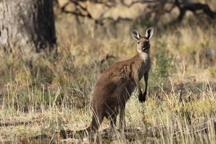 Western grey kangaroo standing Wyperfeld National Park