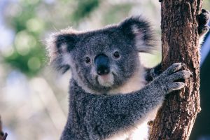 cuddly koala tree australia
