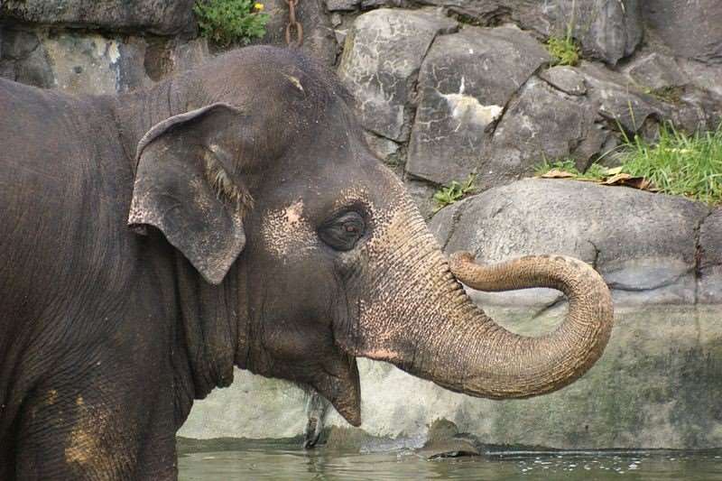 Meet Burma the elephant at Auckland Zoo on our New Zealand tours