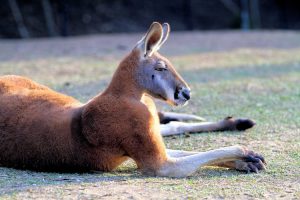 red kangaroo laying down