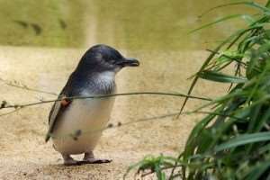 Meet the little penguins on Distant Journeys’ tours of Australia
