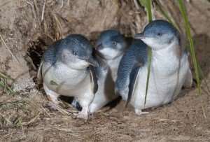 Meet the little penguins on Distant Journeys’ tours of Australia