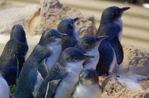 Meet the little penguins on Distant Journeys’ tours of Australia