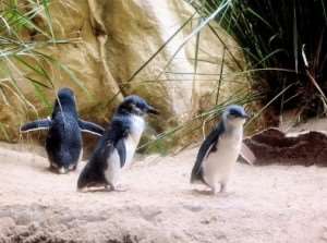 Meet the little penguins on Distant Journeys’ tours of Australia