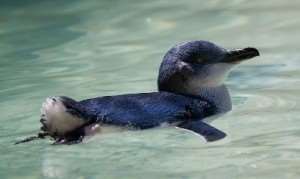 Meet the little penguins on Distant Journeys’ tours of Australia