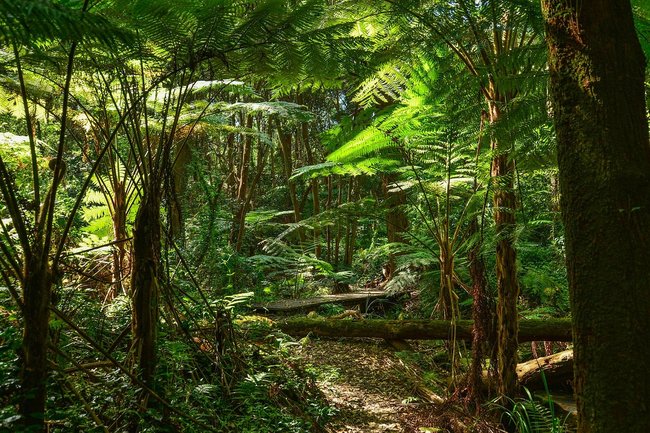 rainforest green fern trees australia