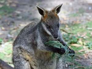 Wallaby – wildlife you can meet on your Australia holidays with Distant Journeys
