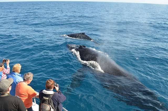 whale watching in Australia