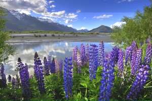 Lupines on the shore of the river in New Zealand