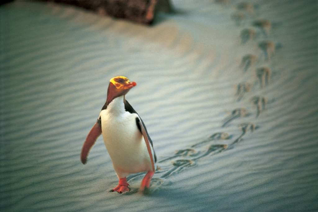 Penguin Place Central Otago New Zealand
