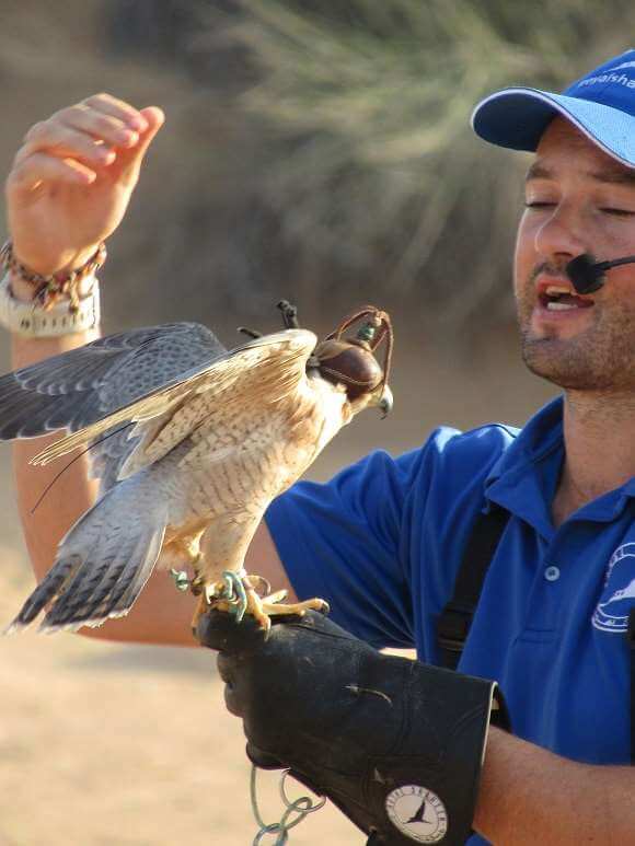 falconry display dubai