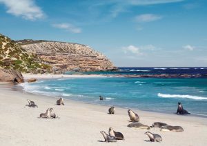 Australia seals on sunny beach Kangaroo Island