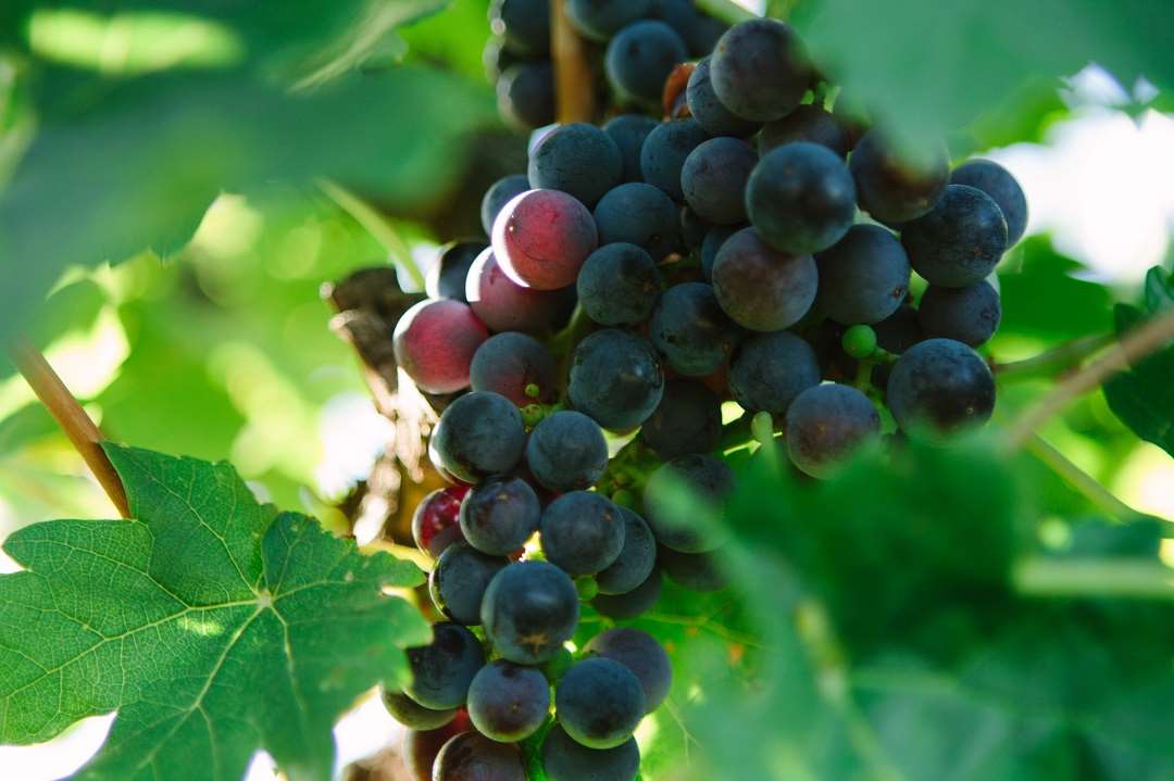 Adelaide grapes