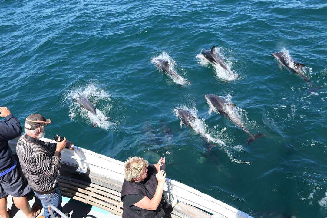 Dunedin Otago Peninsula Wildlife tour5