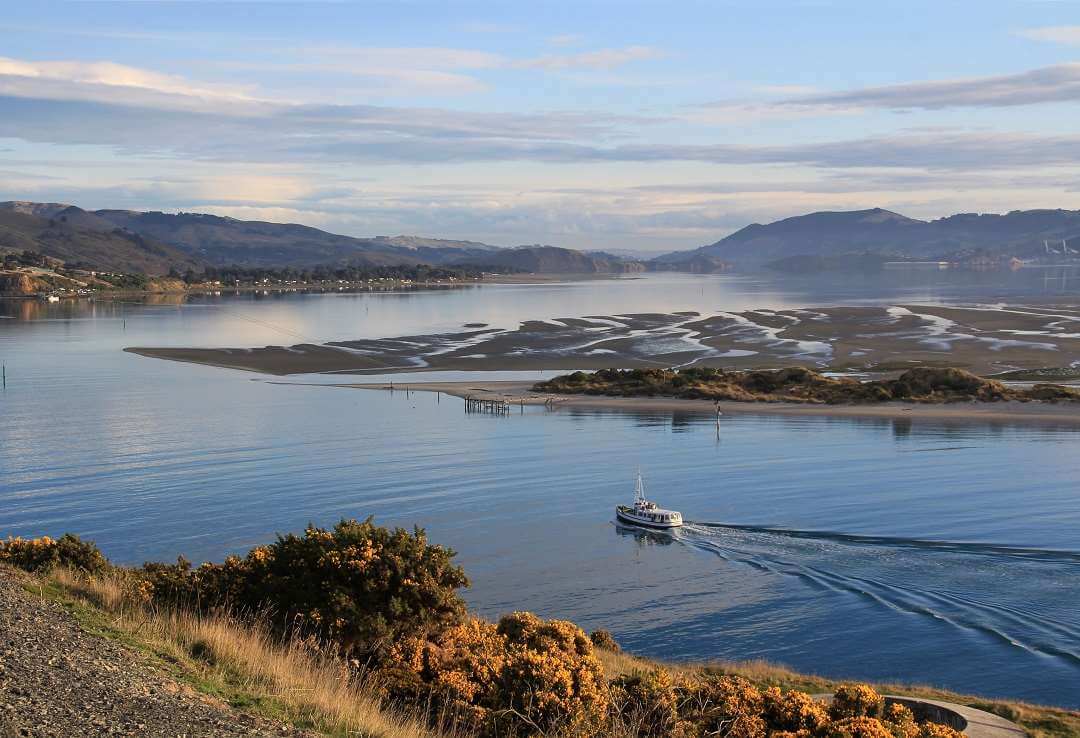 Dunedin Otago Peninsula Wildlife tour