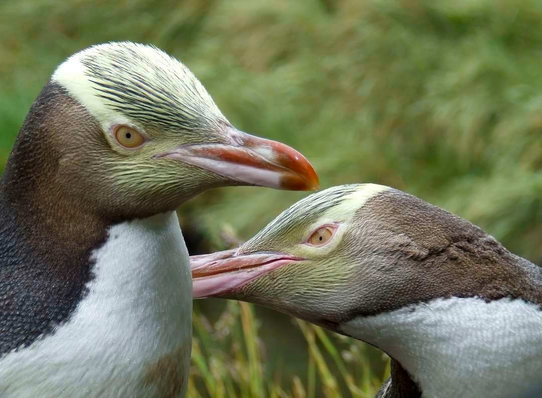 Dunedin Otago Peninsula Wildlife tour4