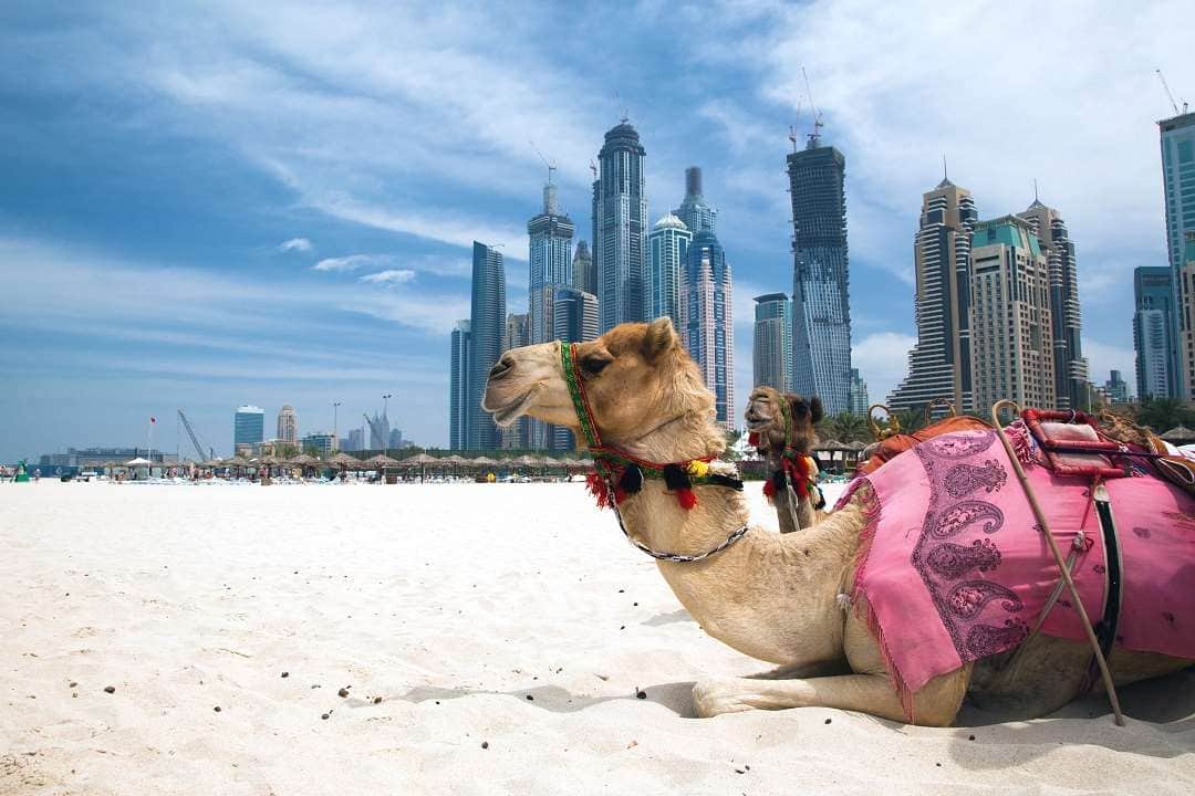 Dubai camel