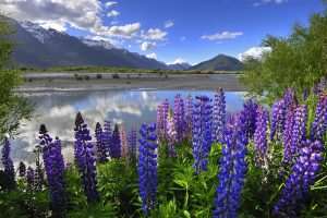 Lupines on river shore in New Zealand