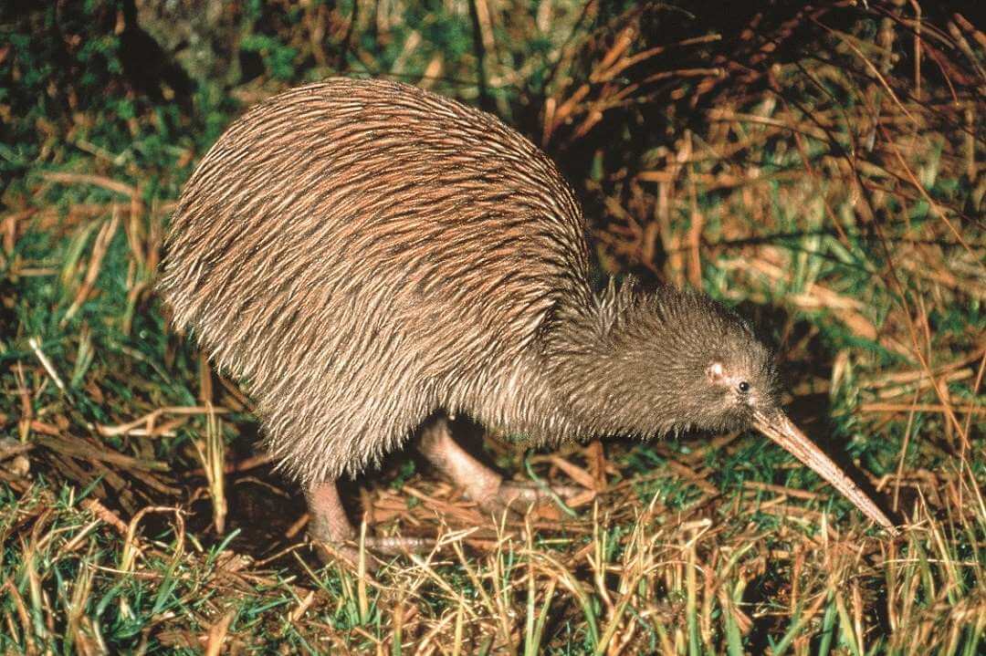 Rotorua Kiwi