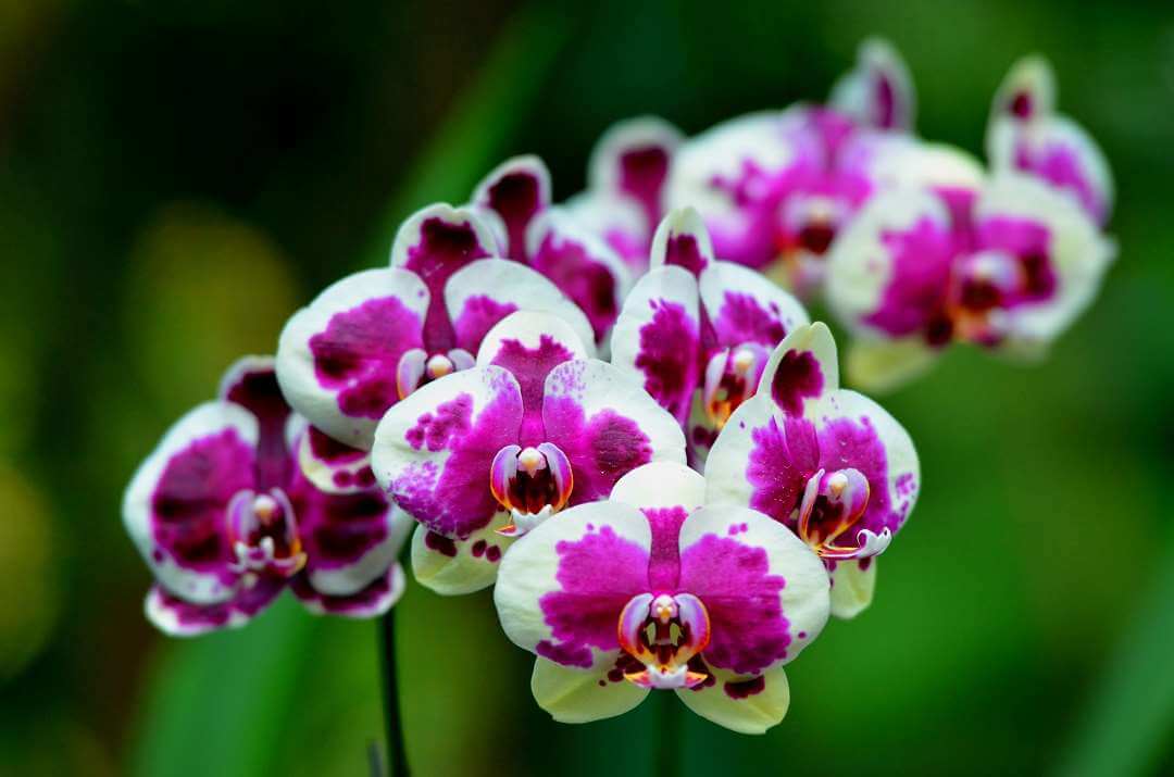 Singapore orchid garden