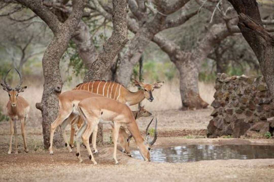 Ubizane Wildlife Reserve