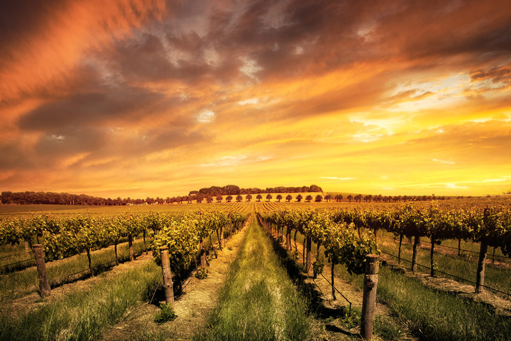 best barossa valley wine tours