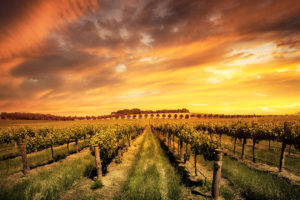 barossa-valley-morning-vines-adelaide