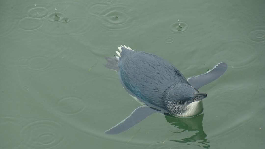 Dunedin Otago Peninsula Wildlife tour7