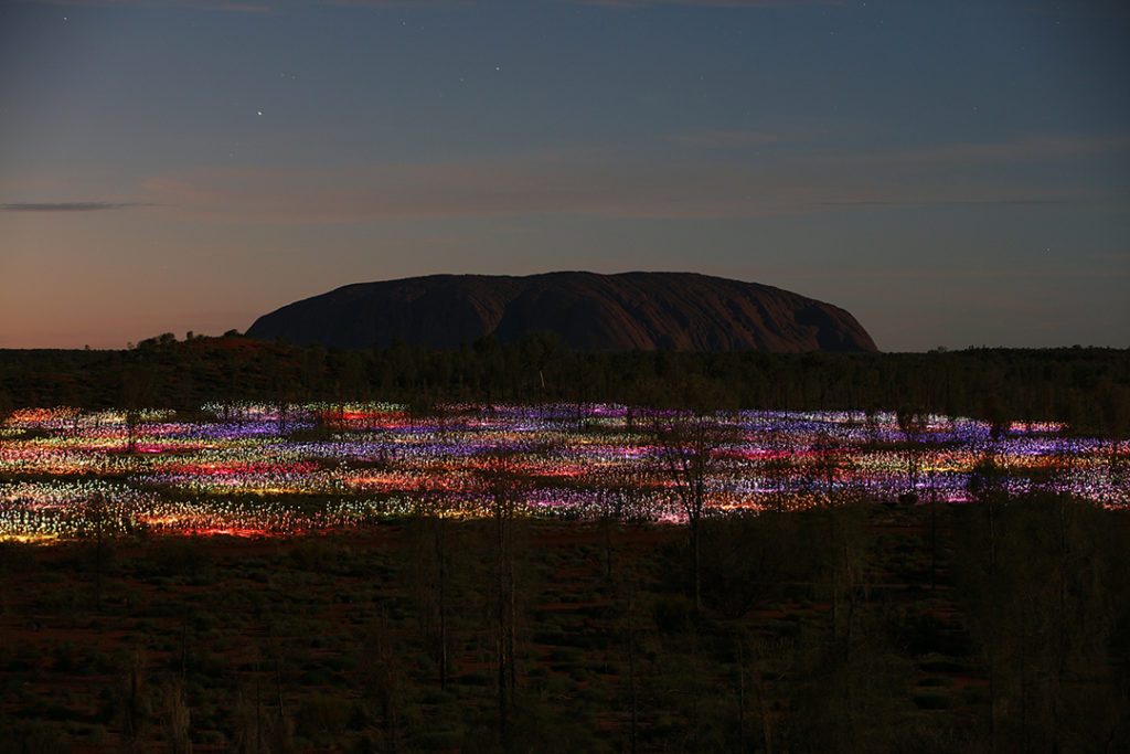 field-of-light-uluru