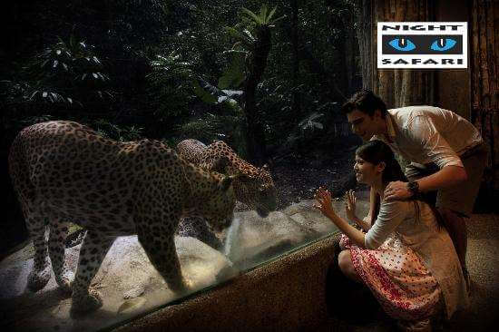 safari singapore new year safari tour singapore distant journeys safari singapore new year safari tour singapore distant journeys