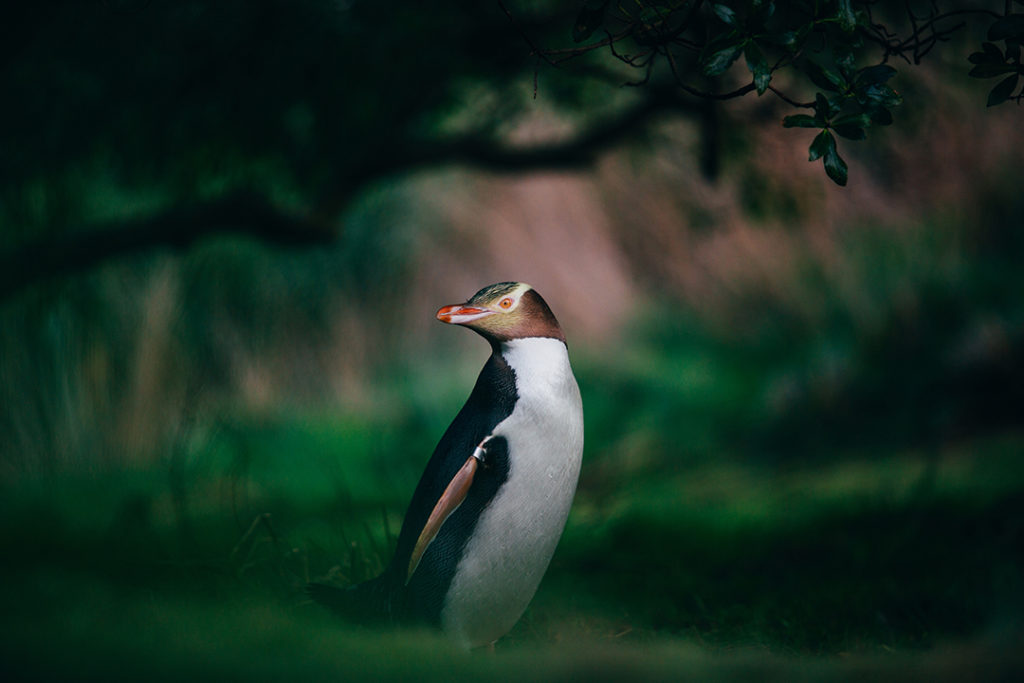 penguin-dunedin