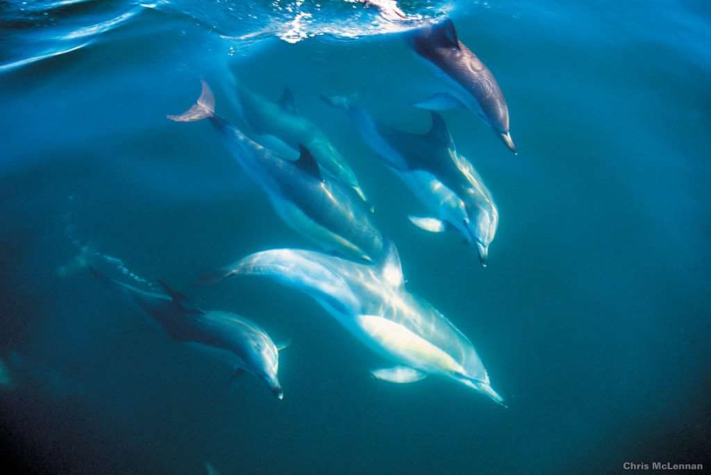 wild dolphins in new zealand